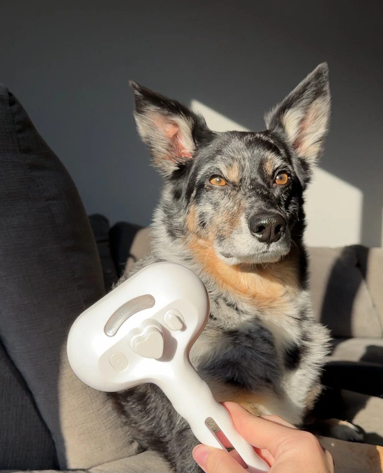 Grooming Reinvented, Waterless and Easy